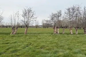 Grond Te Koop Sijsele