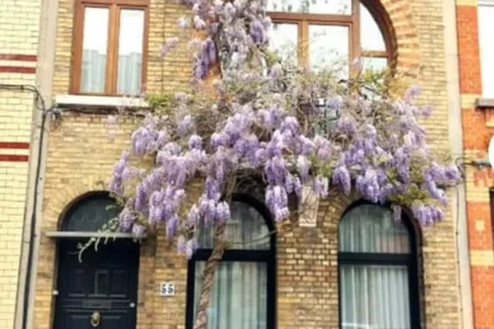 Huis Gearchiveerd Antwerpen
