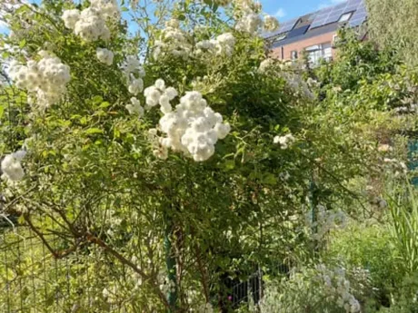 Appartement in Sint-Agatha-Berchem - Avenue du Roi Albert 167, 1082 - foto 10