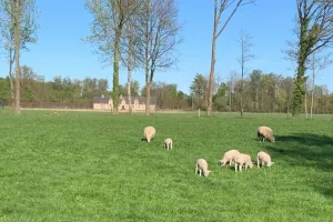 Huis Te Koop Ranst