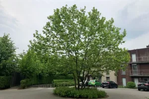 Appartement Te Huur Ranst