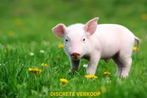 HuisAlveringem