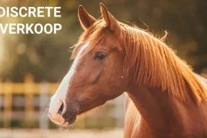GrondDamme