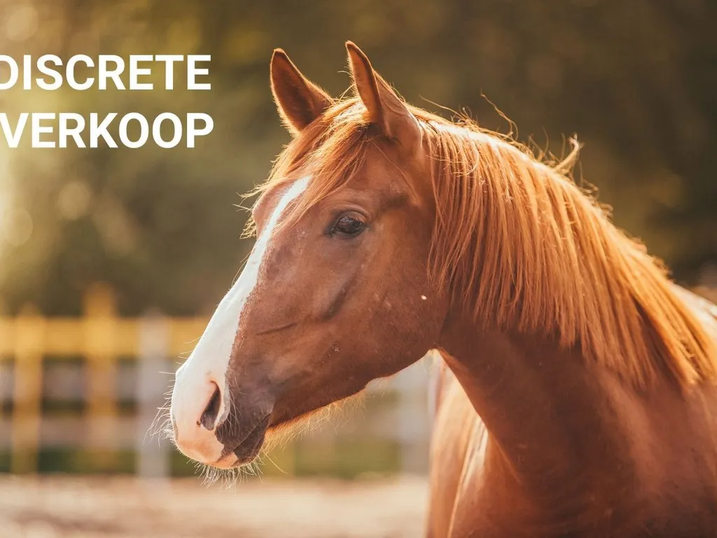 Grond in Damme - 7672475 - Ruiffeleindestraat 13, 8340 Damme