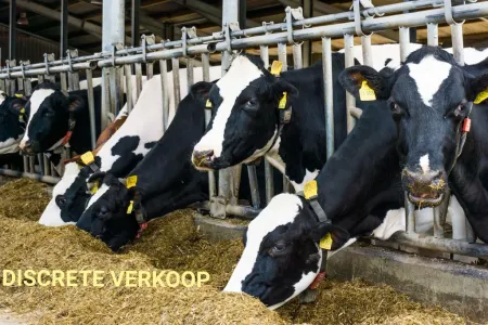 HuisDamme